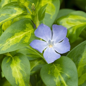 Vinca major 'Aureomaculata' 