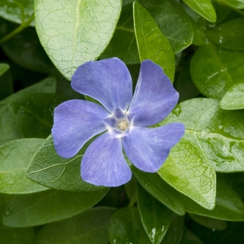 Vinca major 