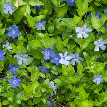 Vinca major