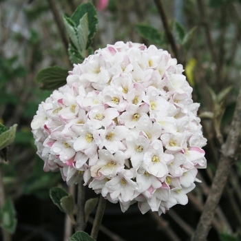 Viburnum x carlcephalum 'Cayuga'