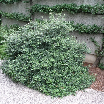 Viburnum x burkwoodii 'Conoy' 