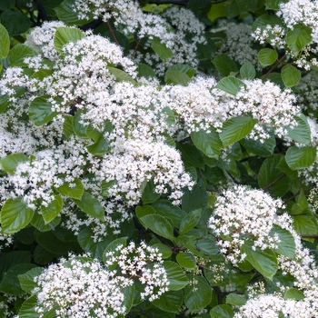 Viburnum dilatatum 'Oneida' 