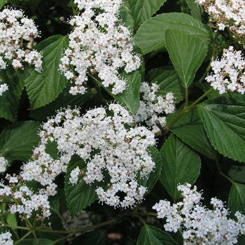 Viburnum 'Huron' 