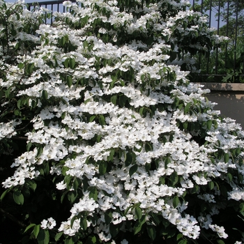 Viburnum plicatum f. tomentosum 'Igloo'