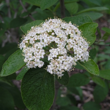 Viburnum lantana 'Mohican' 