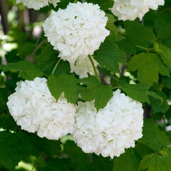 Viburnum opulus