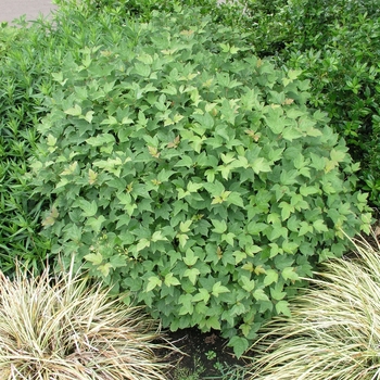 Viburnum opulus 'Nanum' 