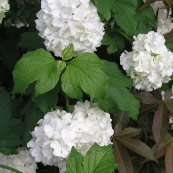 Viburnum opulus 'Roseum' 'Sterile'