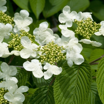 Viburnum plicatum f. tomentosum 'Mariesii' 