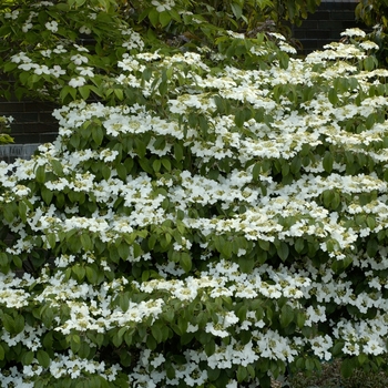 Viburnum plicatum f. tomentosum 'Summer Snowflake'