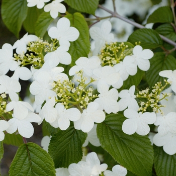 Viburnum plicatum f. tomentosum 'Summer Snowflake' 