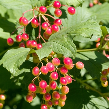 Viburnum trilobum 'Wentworth'