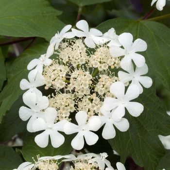 Viburnum trilobum 'Wentworth' 