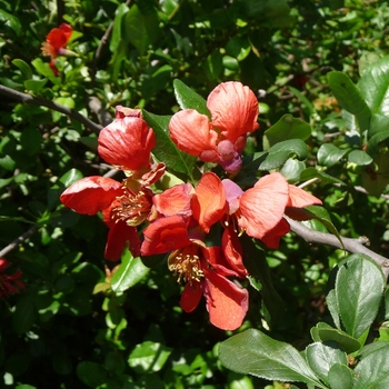 Chaenomeles japonica 'Chojuraku' 