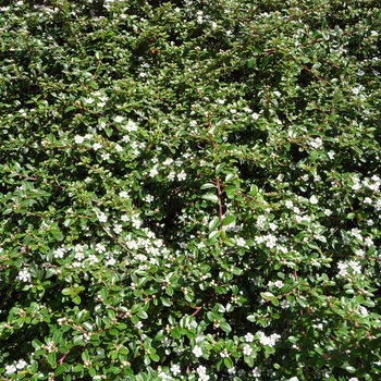 Cotoneaster horizontalis