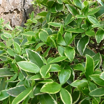 Daphne odora 'Aureo-marginatus'