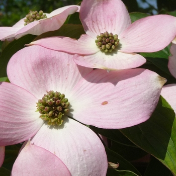 Cornus 'Stellar Pink®' 