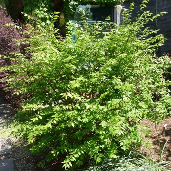 Euonymus alatus 'Little Moses™'