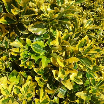 Euonymus japonicus 'Aureo-marginatus'