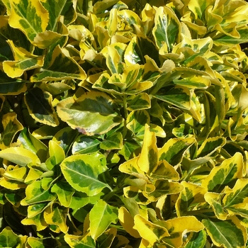 Euonymus japonicus 'Aureo-marginatus' 