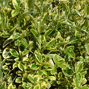 Euonymus japonicus 'Silver King'