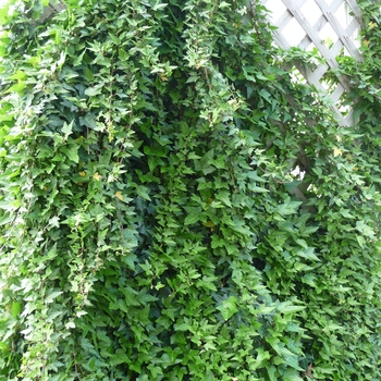 Hedera helix