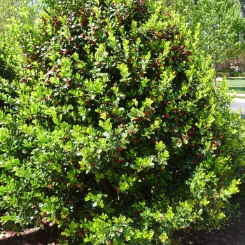 Ilex cornuta 'Burfordii Nana' 