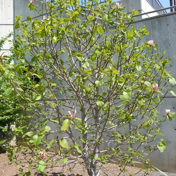 Magnolia 'Coral Lake'