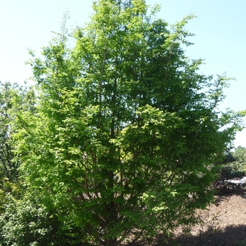 Metasequoia honshuenensis 