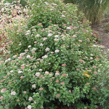 Viburnum tinus 'Robustum' 