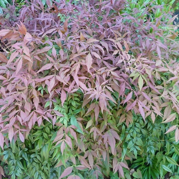 Nandina domestica 'Sienna Sunrise® (Monfar)' 14693