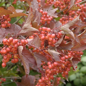 Viburnum trilobum 'Hahs'