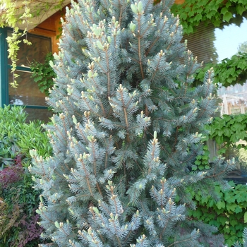 Picea pungens 'Iseli Fastigiate' 