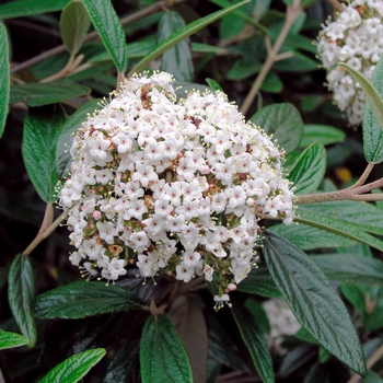 Viburnum 'Pragense' 