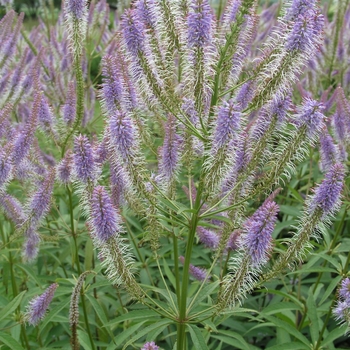 Veronicastrum virginicum 'Apollo' 