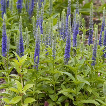 Veronica spicata 'Ulster Blue Dwarf'