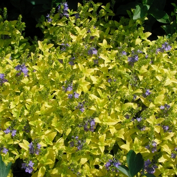 Veronica prostrata 'Trehane'