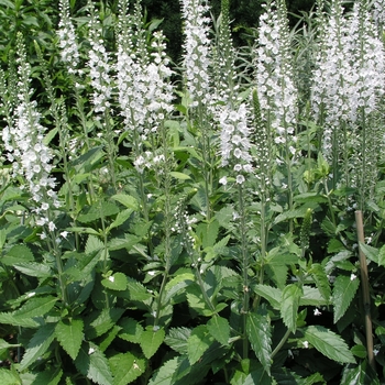 Veronica spicata 'Icicle'