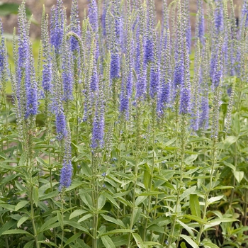 Veronica spicata 'Twilight'