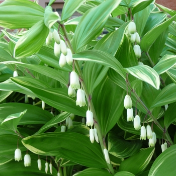 Polygonatum odoratum var. pluriflorum 'Variegatum' 