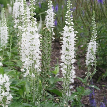 Veronica spicata 'Snow White'