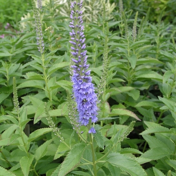 Veronica spicata 'Blue Charm'