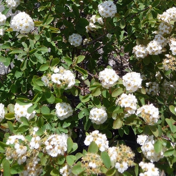 Spiraea prunifolia