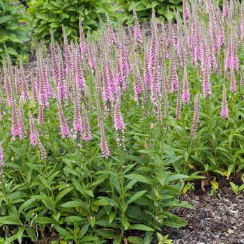 Veronica spicata 'Baby Doll'