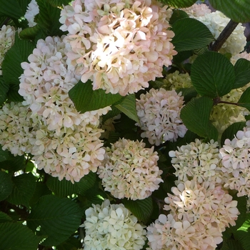 Viburnum plicatum 'Pink Sensation' 