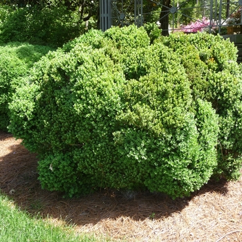 Buxus 'Green Velvet' 