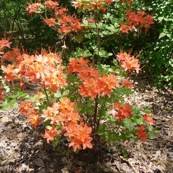 Rhododendron flammeum 'Harry's Honey' 