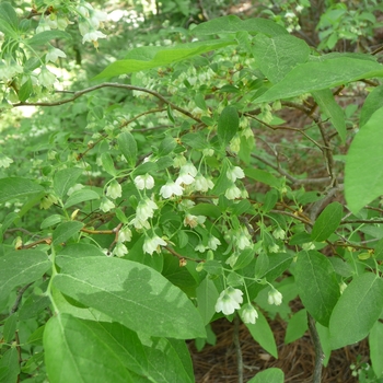 Vaccinium stamineum