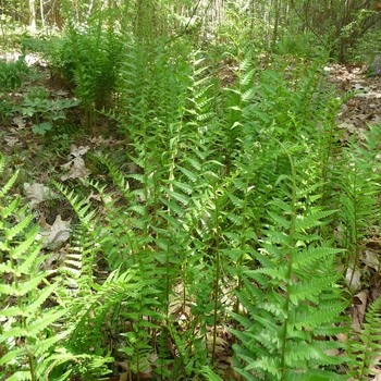 Dryopteris ludoviciana