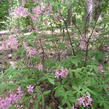 Rhododendron prinophyllum (roseum) 